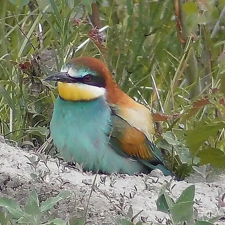 펜션 Oase By Interhome *