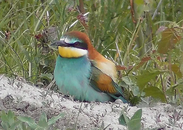 Ferienhaus Oase By Interhome *